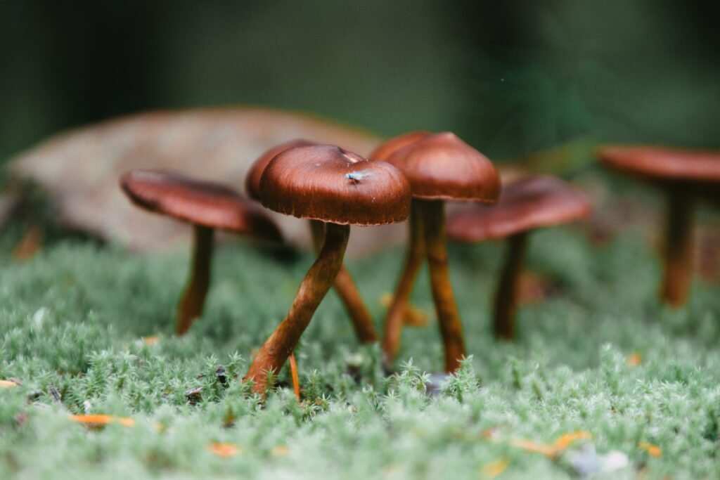 Mykoterapia