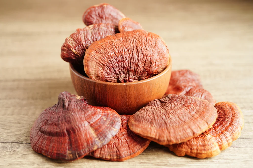 grzyby reishi